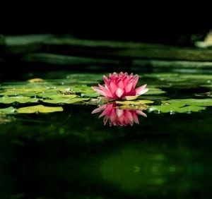 Pink Lotus Blossom on a pond-SpiritQuest Sedona Retreats