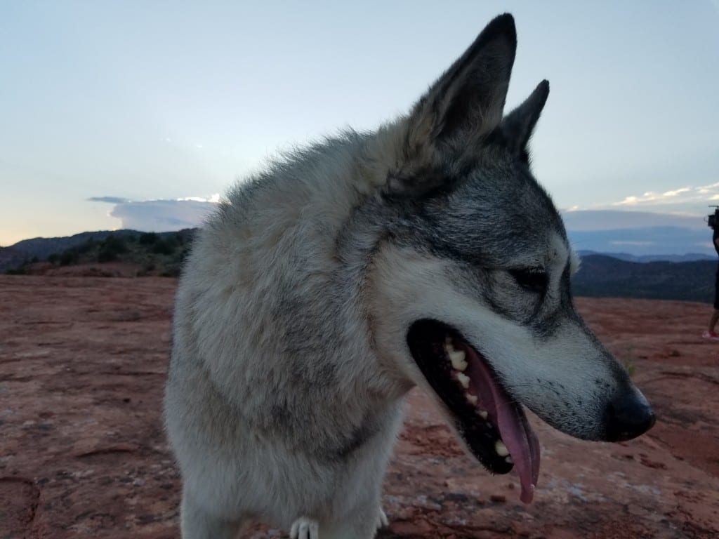 SpiritQuest Practitioner's pet wolf