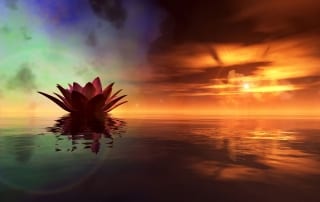 Sun setting on lotus blossom symbolizing grieving