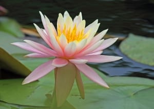 White lotus on a pond-Group Spiritual Retreat