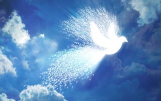 White Dove in sky for deep healing