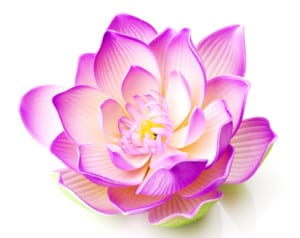 pink lotus journey of awakening 
