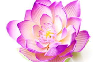 Open purple and white lotus-On being present-