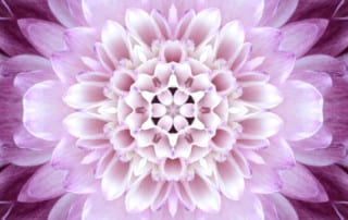 purple lotus journey of awakening