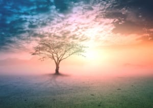 tree sun clouds journey of awakening 
