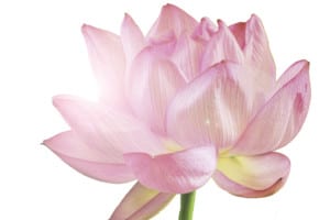 lotus for healthy relationship - couples retreat