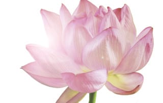 Pink lotus flower with green stem