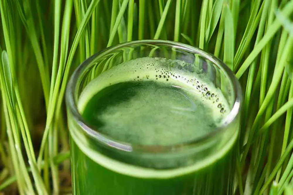 Healthy wheatgrass juice for detox and wellness at a Sedona retreat.