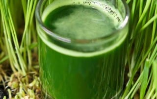 a glass of wheat grass-wellness retreat