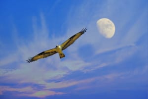 hawk moon sedona retreat