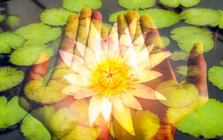 Lotus blossom on Hands Letting Go of Attachments