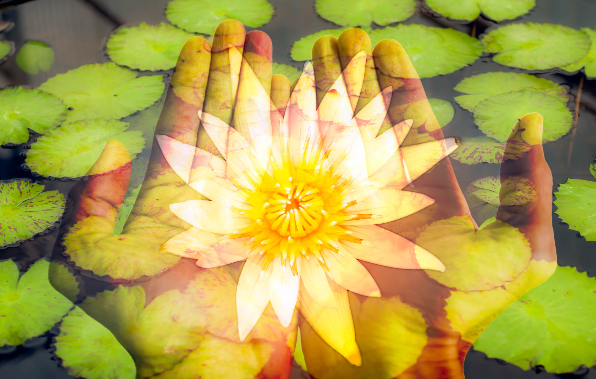 Lotus blossom on Hands Letting Go of Attachments