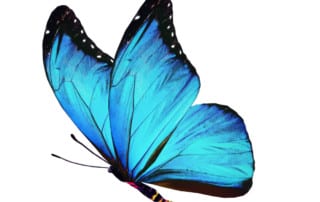 blue butterfly find inner truth - couples retreat