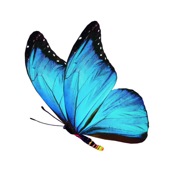 blue butterfly find inner truth - couples retreat