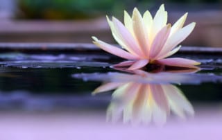 Lotus on Pond for Finding Balance - women's retreat
