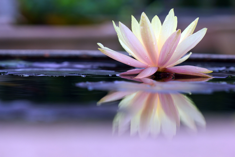 Lotus on Pond for Finding Balance - women's retreat