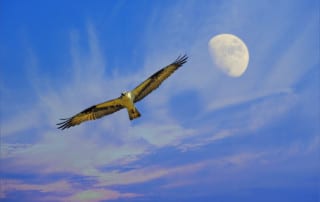 Bird soars in sky - how to excel