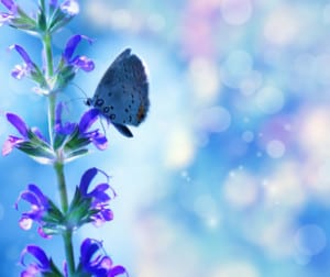 butterfly on purple flower symbol of inner child healing retreat