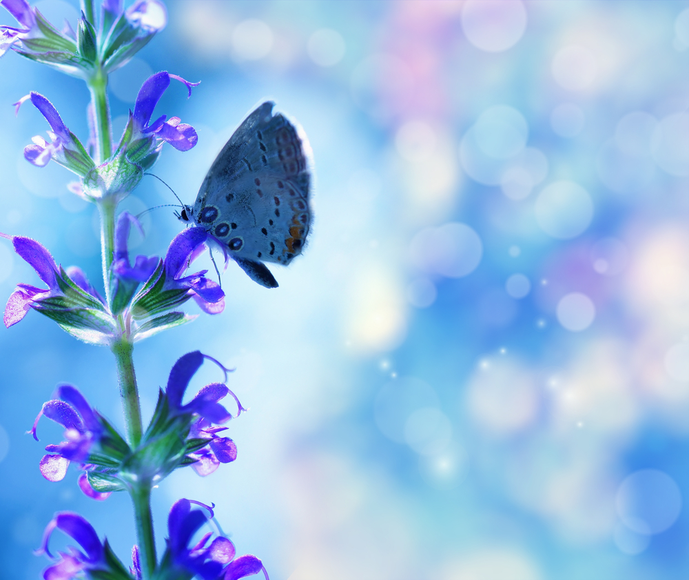 butterfly on a purple flower-spiritual retreat