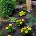 flowers in canyon