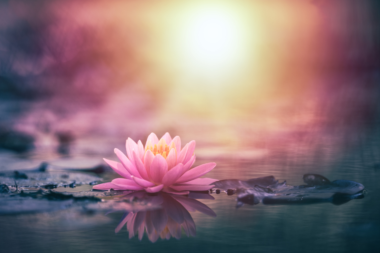 lotus for peace self-awareness workshop
