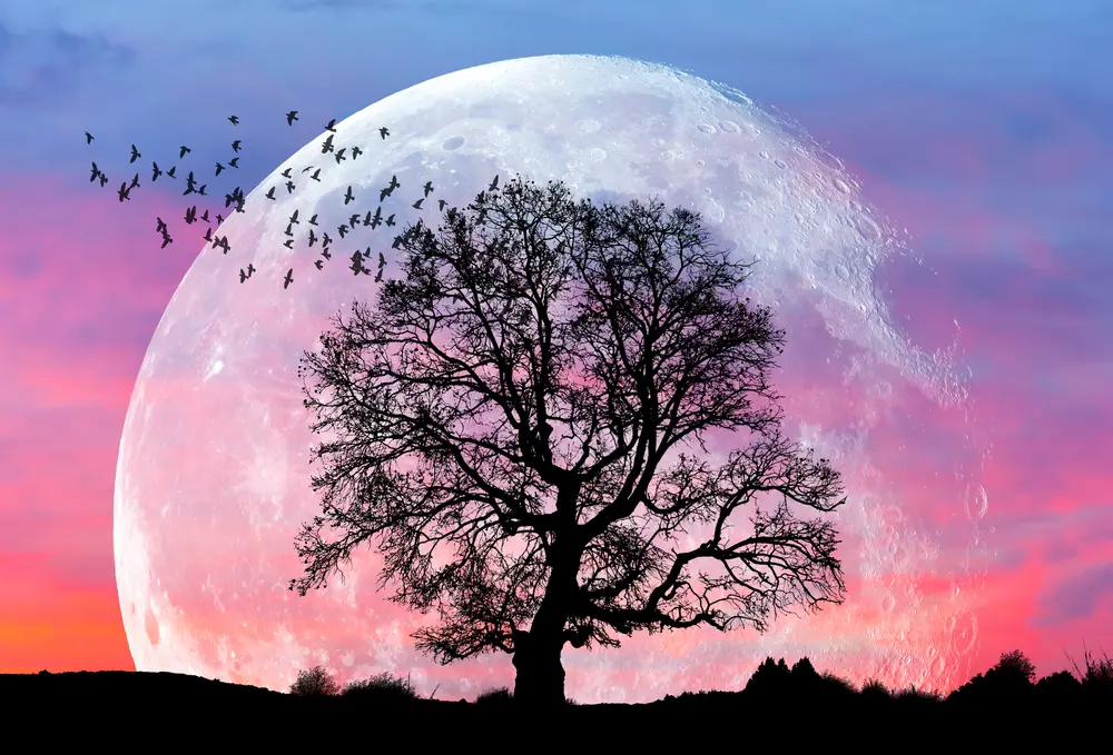 A serene silhouette of a tree set against a large, glowing full moon and a vibrant sunset, symbolizing peace, nature, and the connection between earth and sky.