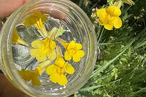 yellow flowers in a jar
