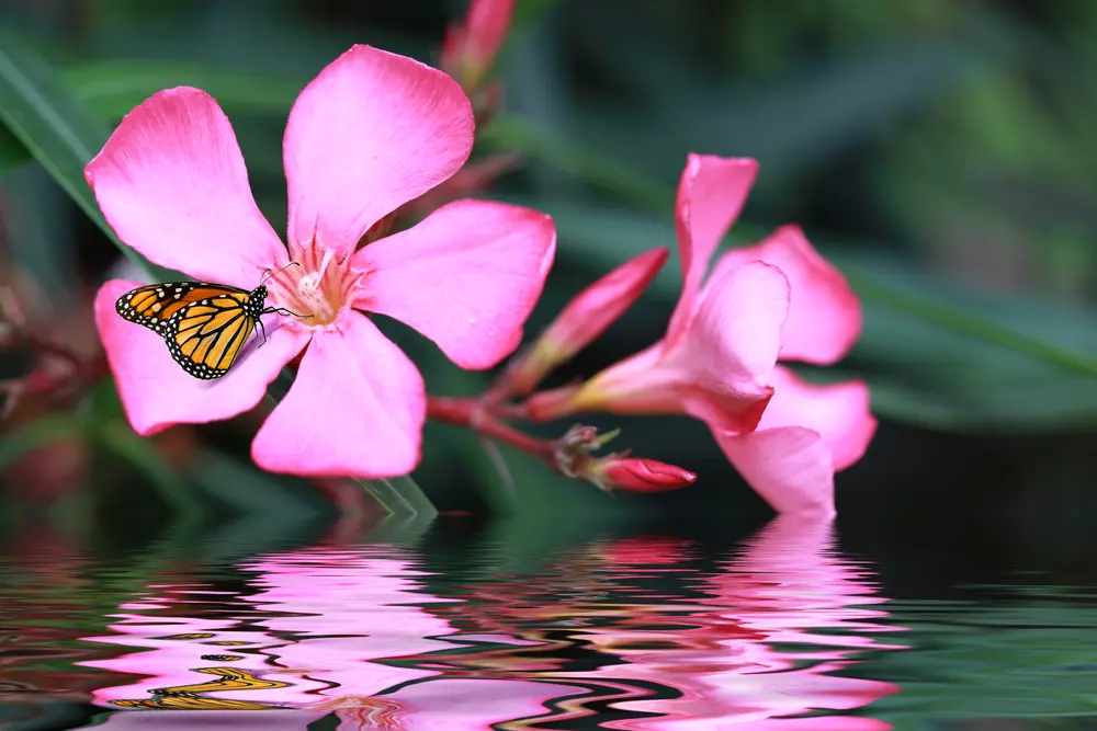 pink-flower-reflected-in-water-self-love-reflection butterfly on pink flower reflected in water representing the reflections of self